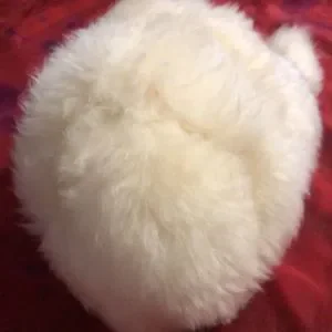 Super Cute Tuscan Lamb Fur Vintage Hat S/M Vintage Tuscan Lamb Fur Hat With Pom Pom, Made in Italy - Etsy main image 4